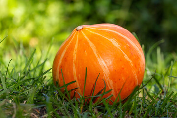 Ripe orange pumpkin lying on green grass on a sunny summer day. Small pumpkin with bright orange peel close-up photo in summertime.