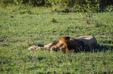 Sleeping lion in the savanna, Masai Mara National PArk, Kenya, Africa