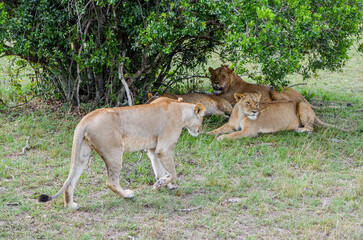 Fototapeta na wymiar A lions family rest after meal, Masai Mara National Park, Kenya, Africa
