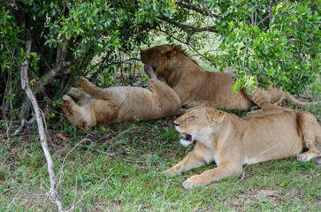 Naklejka na ściany i meble A lions family rest after meal, Masai Mara National Park, Kenya, Africa