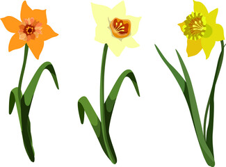 Daffodil or Jonquil Spring Flowering Plant with Yellow Flower and Leafless Stem Vector Set