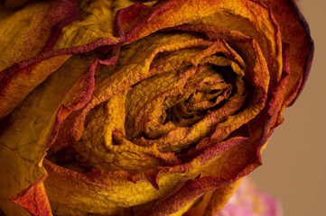 Beautiful Macro wilted dried out rose showing that even romance can last forever if looked after
