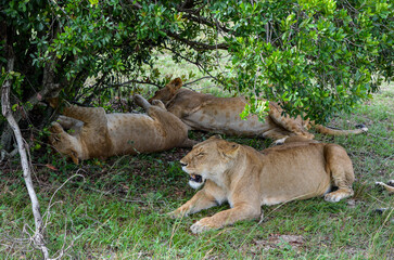 A lions family rest after meal, Masai Mara National Park, Kenya, Africa