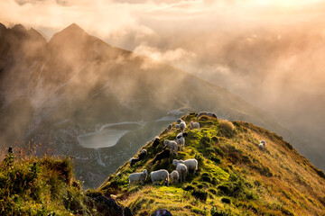 sheep herd on mountain top in Alps