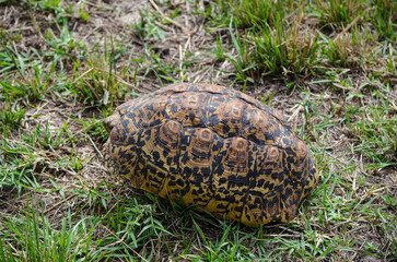 Tortoise shell on the ground, Masai Mara National Park, Kenya, Africa