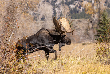 Bull Shiras Moose in Grand Teton National Park Wyoming in Autumn