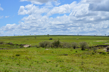 Fototapeta na wymiar Natural landscape of kenya, Masai Mara National Park, Kenya, Africa