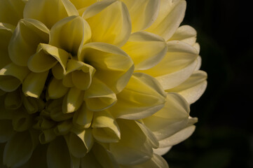 Obraz premium Yellow Dahlia flower textured with beautiful side lighting and stunning pattern