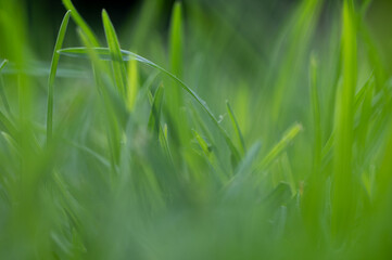 Artistic low angle shot of Kikuyu grass with a shallow depth of field to give a dreamy effect. Showing the inspiration of life and living 