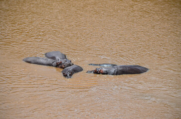 Fototapeta premium Hippos swim in the river, Masai Mara NAtional Park, Kenya, Africa