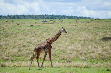 Giraffe walking in the savanna, Masai Mara Kenya, Africa