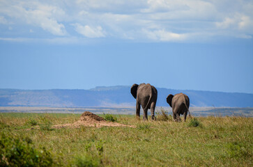 Walking elephant seen from behind, Masai Mara, Kenya, Africa