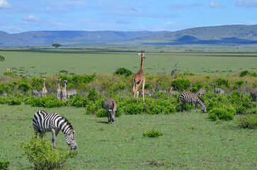A herd of zebras and giraffes in the savannah, Masai Mara, Kenya, Africa