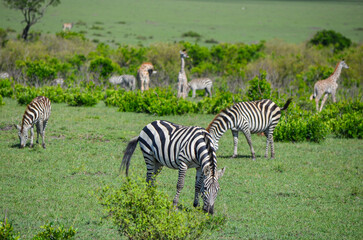 Fototapeta na wymiar A herd of zebras and giraffes in the savannah, Masai Mara, Kenya, Africa
