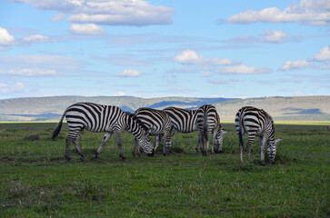 Fototapeta na wymiar Zebra on the savannah in Masai Mara National Park in Kenya, Africa
