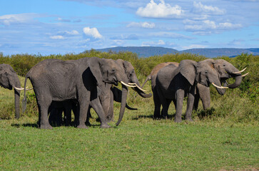 A herd of elephants in the savannah