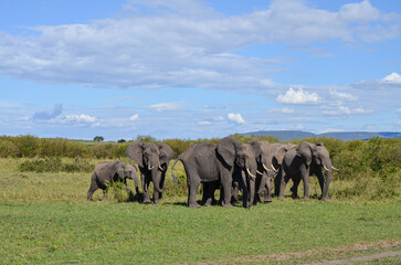 A herd of elephants in the savannah
