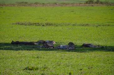 Cheetahs resting under the shade of a tree in the savannah