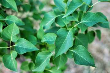A texture made of branches of leaves on green background.