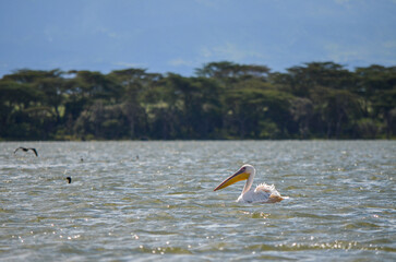 Pelican swimming on the lake
