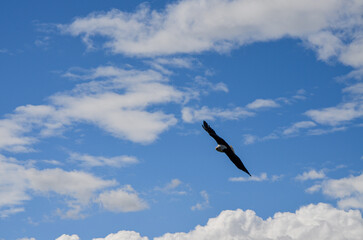 African fish eagle flying against the background of blue sky