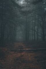 Foggy forest Veluwe The Netherlands