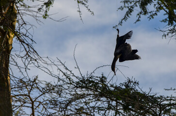 A dead cormorant hanging from a tree, hooked on a line, Naivasha, Kenya, Africa