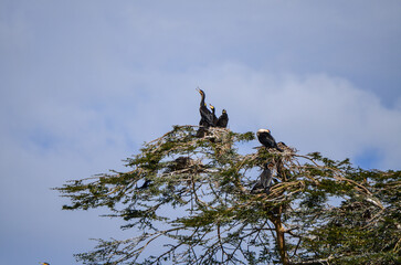 Cormorants perched on a tree near Naivasha Lake, Kenya, africa