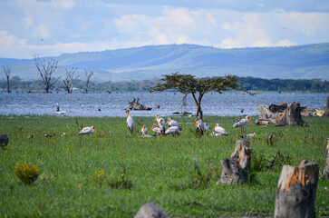 Yellow-billed storks on the shore of the Naivasha Lake, Kenya, Africa