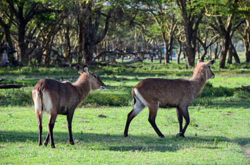 Waterbucks in the savannah in the Naivasha Park, Kenya, Africa