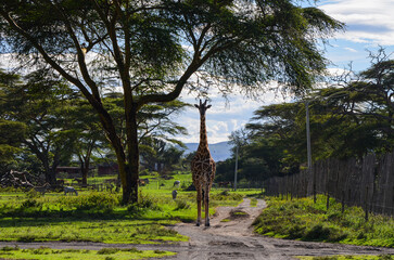 Giraffe on the road in the Naivasha Park, Kenya, Africa