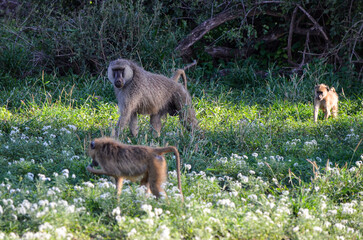 A baboon mokey family among the white flowers