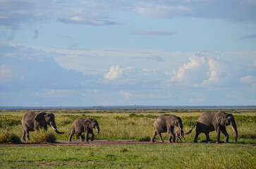 A herd of elephants in the savannah, Amboseli National Park, Kenya, africa