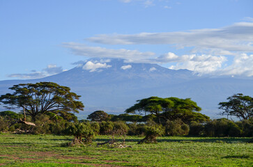 View of the Kilimanjaro in Amboseli NAtional PArk, Kenya, Africa