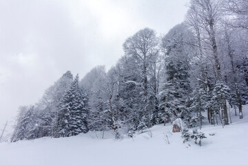Winter snow-covered forest in the mountains, majestic slopes in snow captivity.