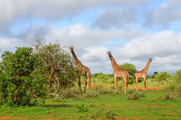 A red Giraffe family among tree branches, Tsavo East, Kenya, Africa
