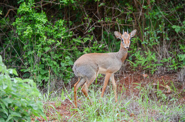 Little dik dik in the bushes, Tsavo East, Kenya, Africa