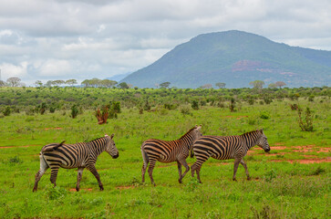 Fototapeta premium Red zebras on the savannah in Tsavo East National Park in Kenya, Africa
