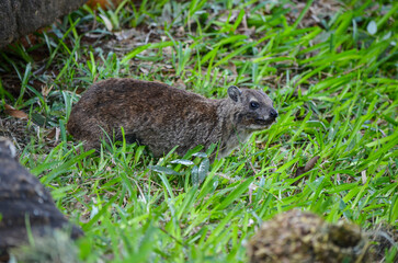 Hyrax on the grass in the Tsavo East National Park, Kenya, Africa