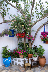 Greece, Ano Koufonisi island, Cyclades. Blooming plant in ceramic pot, tree, white wall background.
