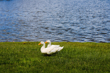 White ducks in the grass.