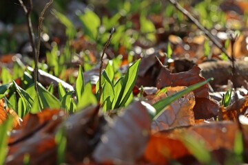 Bärlauch (Allium ursinum) im Wald
