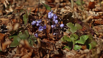 Leberblümchen (Hepatica nobilis).