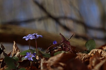 Leberblümchen (Hepatica nobilis).