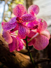 Pink orchid at Royal Park Rajapruek's garden in Chiang Mai, Thailand