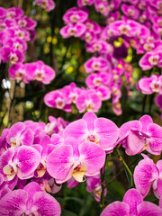 Fototapeta na wymiar Pink purple orchid at Royal Park Rajapruek's garden in Chiang Mai, Thailand