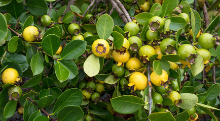 Closeup of yellow araçá fruit on branches.