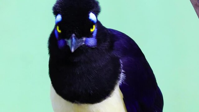 Plush-crested Jay bird zoom out. (Cyanocorax chrysops)