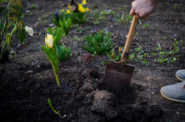 Gardener's hands are planting tulips in the backyard. Gardener planting flowers with a shovel in the spring garden