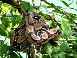 
Green anaconda (Eunectes murinus), also known as the common anaconda and water boa, is a non-venomous boa species found in South America. Boidae family. Amazon, Brazil
